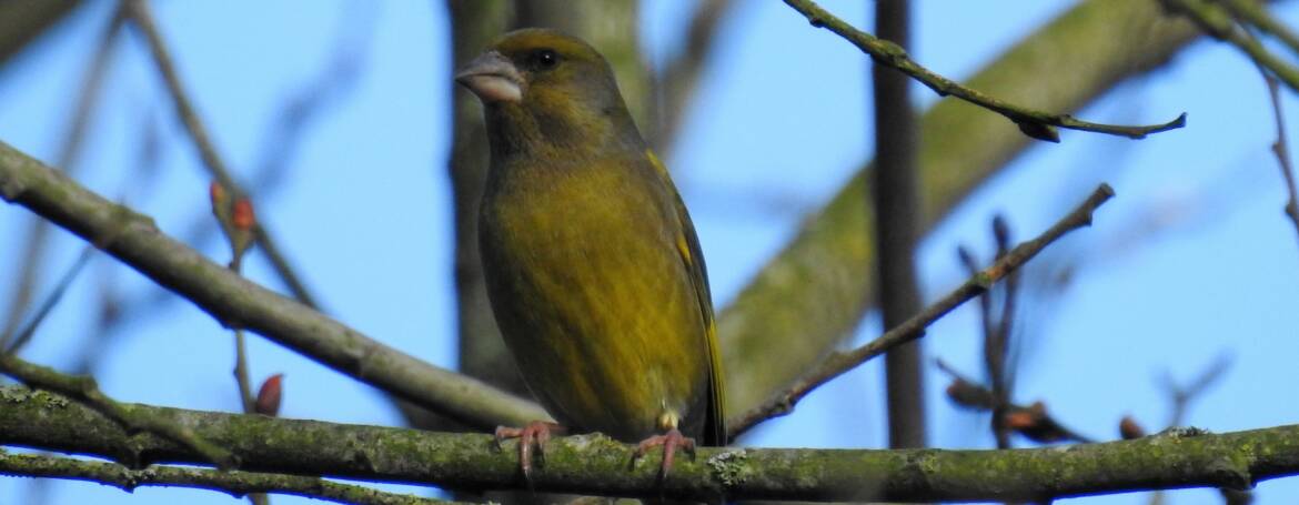 5. GROENLING (Chloris chloris)