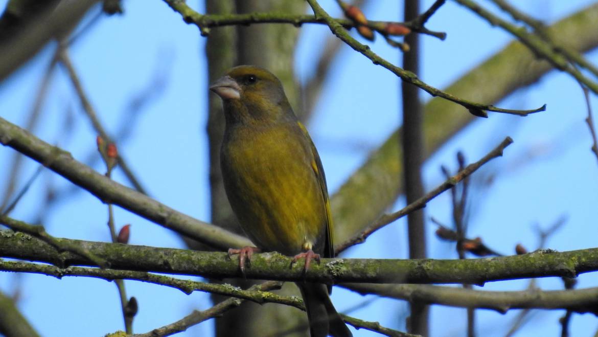 5. GROENLING (Chloris chloris)