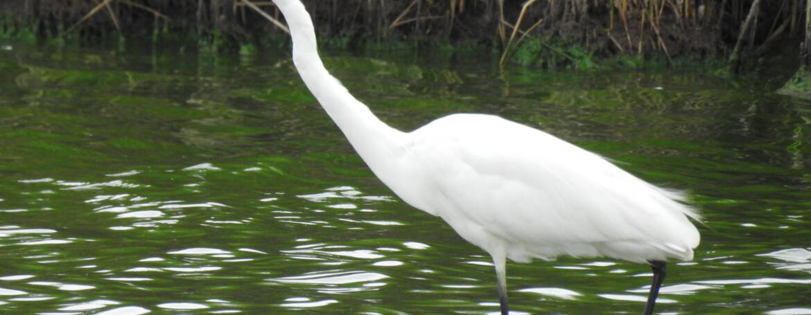 18. GROTE ZILVERREIGER (Casmerodius albus)