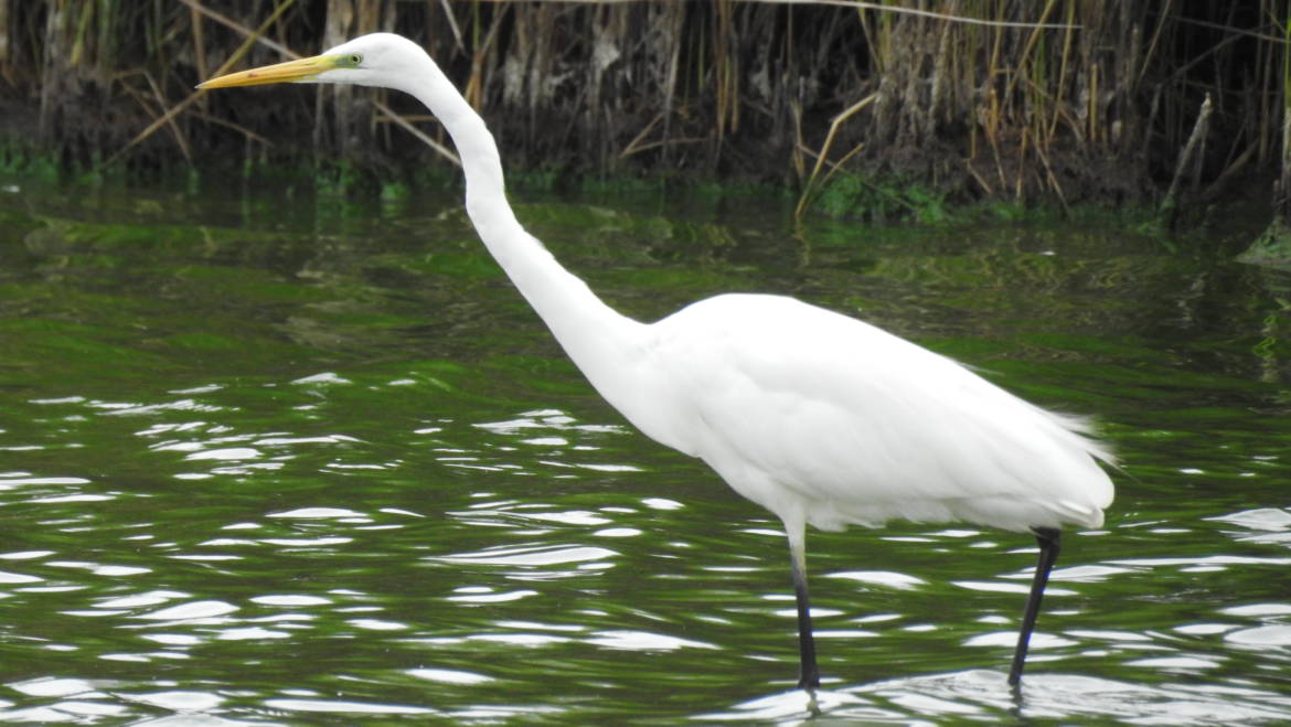 18. GROTE ZILVERREIGER (Casmerodius albus)