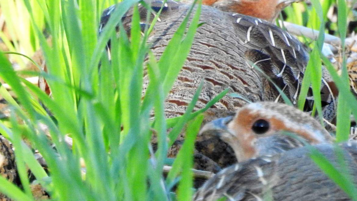 37. PATRIJS (Perdix Perdix)