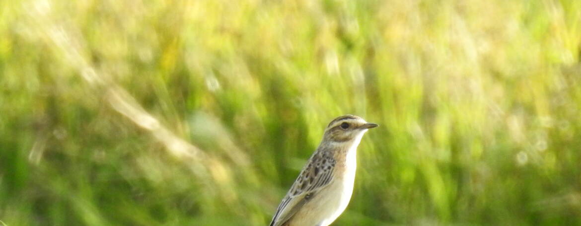 65. PAAPJE (Saxicola rubetra)