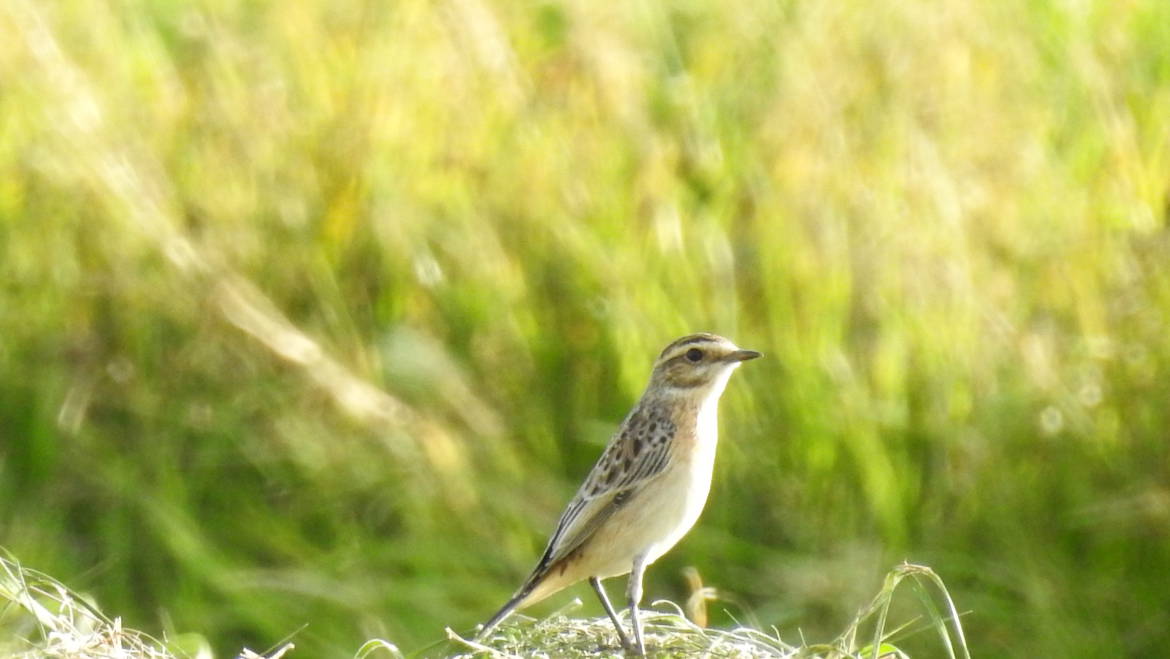 65. PAAPJE (Saxicola rubetra)