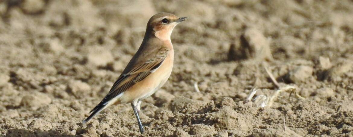67. TAPUIT (oenanthe oenanthe)