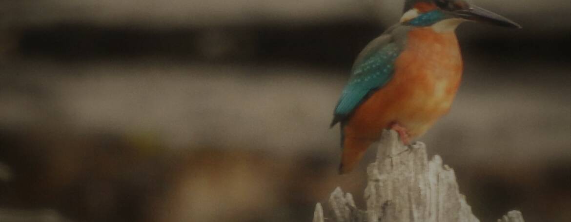 161. IJSVOGEL (Alcedo atthis)