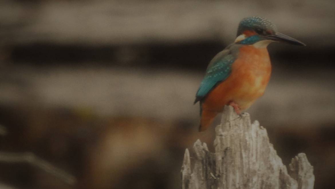 161. IJSVOGEL (Alcedo atthis)