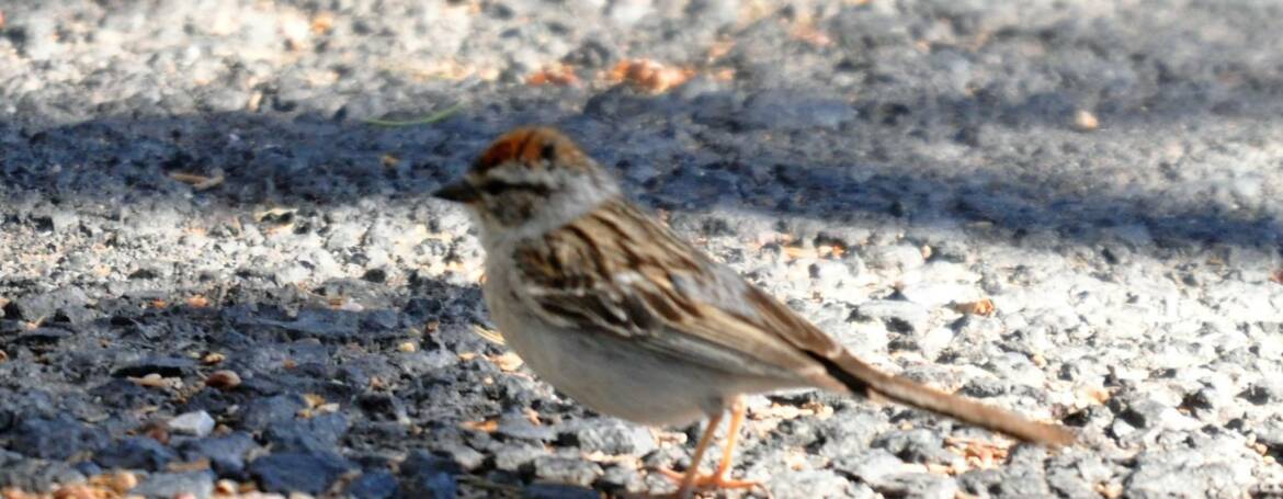 158. MUSGORS (Spizella passerina)