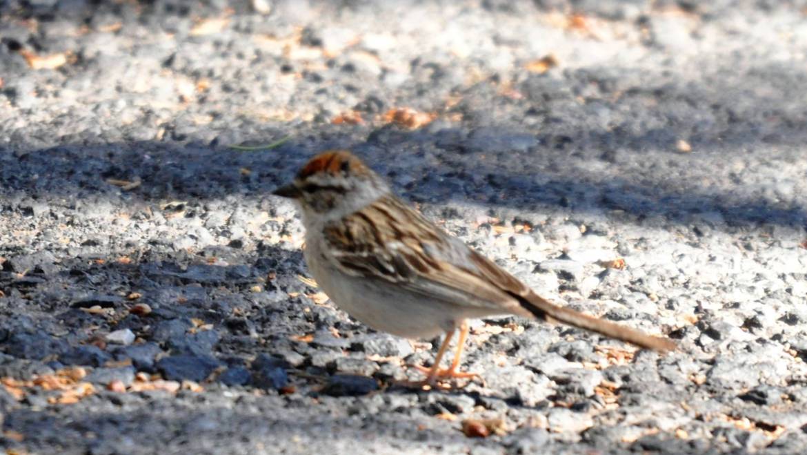 158. MUSGORS (Spizella passerina)
