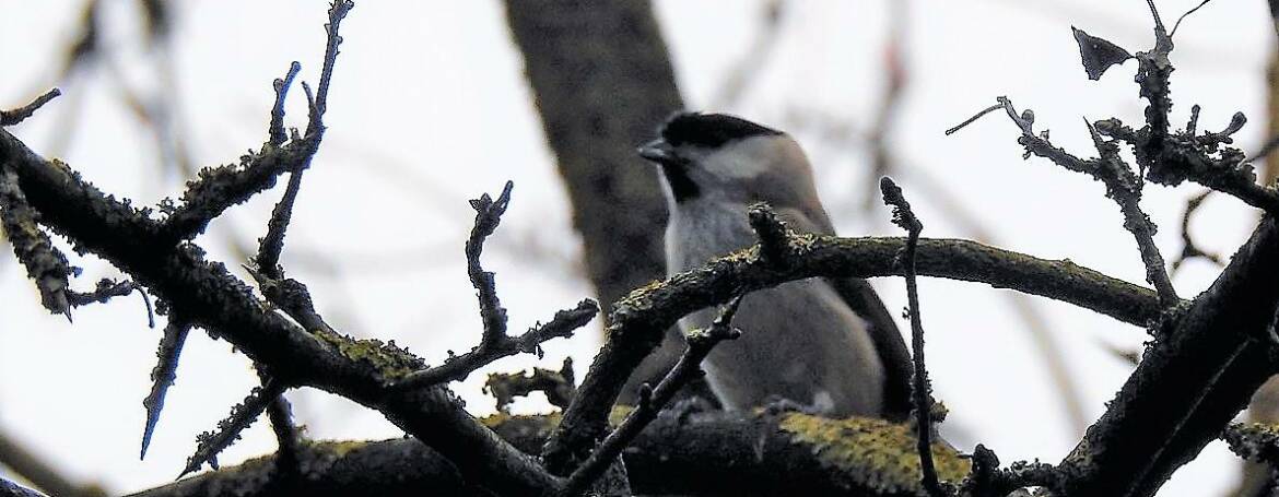 160. GLANSKOP (Poecile palustris)