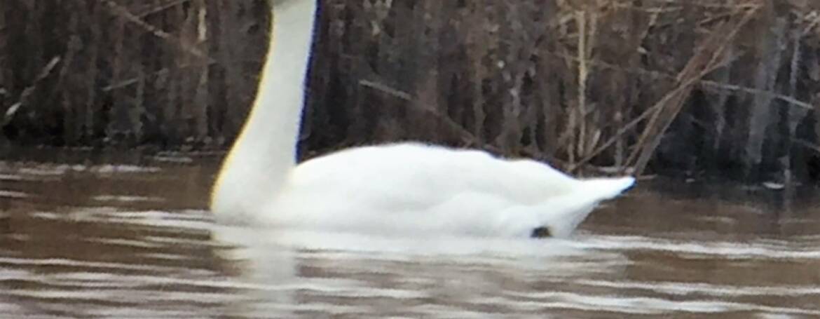 159. KLEINE ZWAAN (Cygnus bewickki)