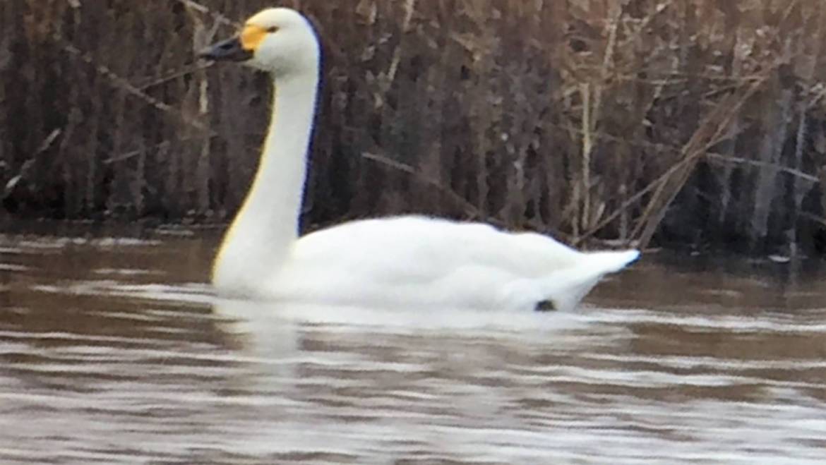 159. KLEINE ZWAAN (Cygnus bewickki)