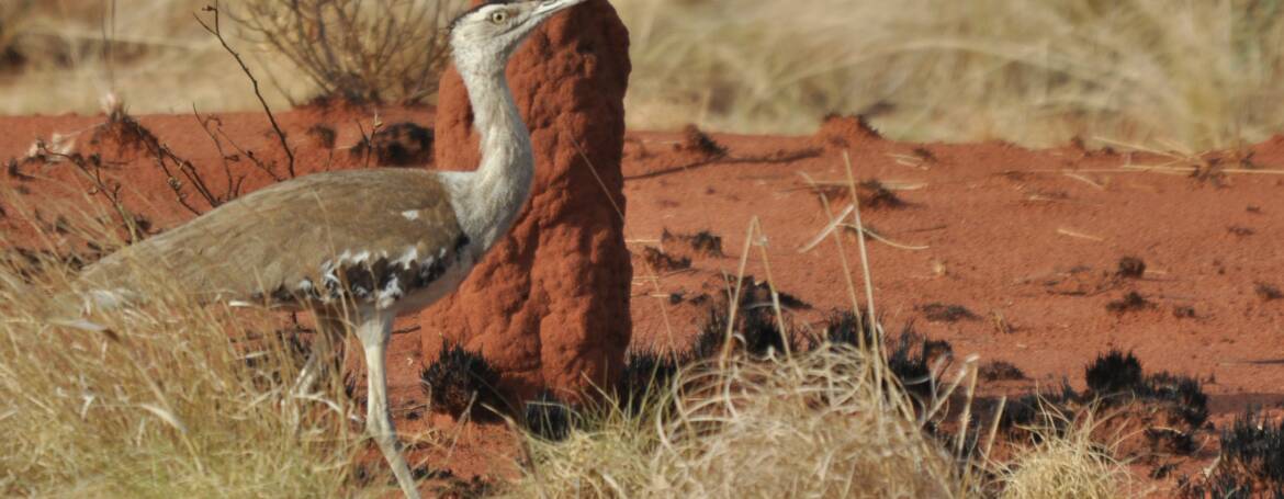163. AUSTRALISCHE TRAP (Ardeotis australis)