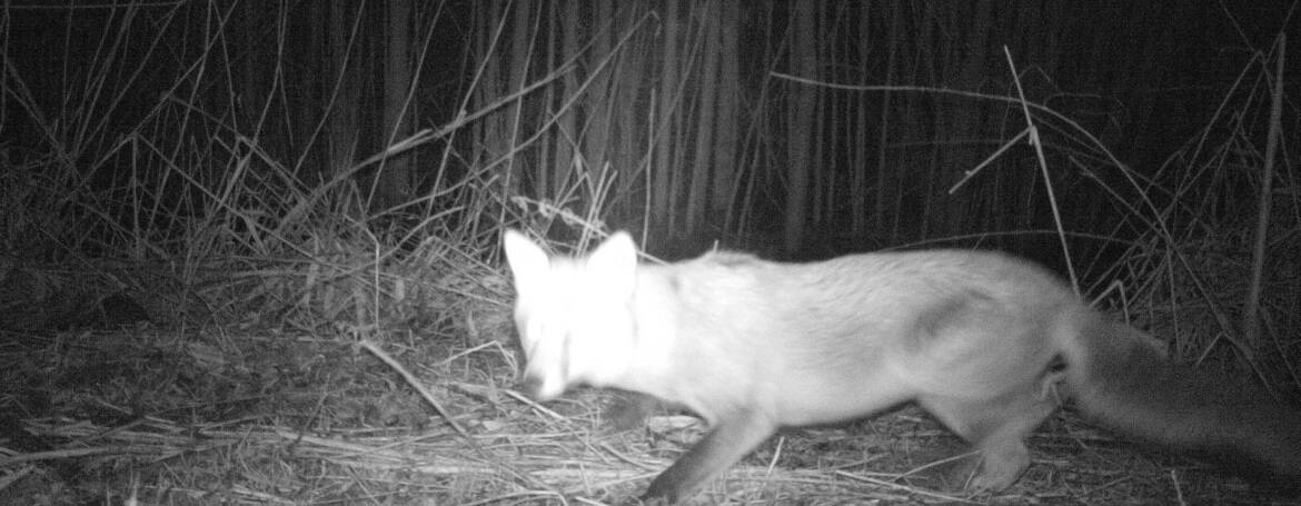 VOS (Vulpes vulpes)