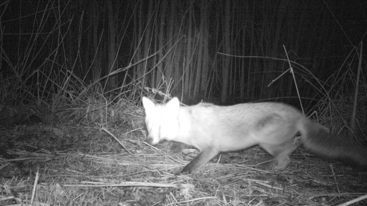 VOS (Vulpes vulpes)