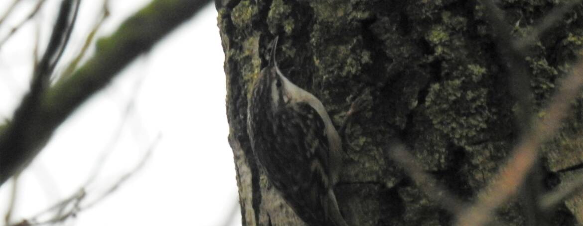156. BOOMKRUIPER (Certhia brachydactyla)