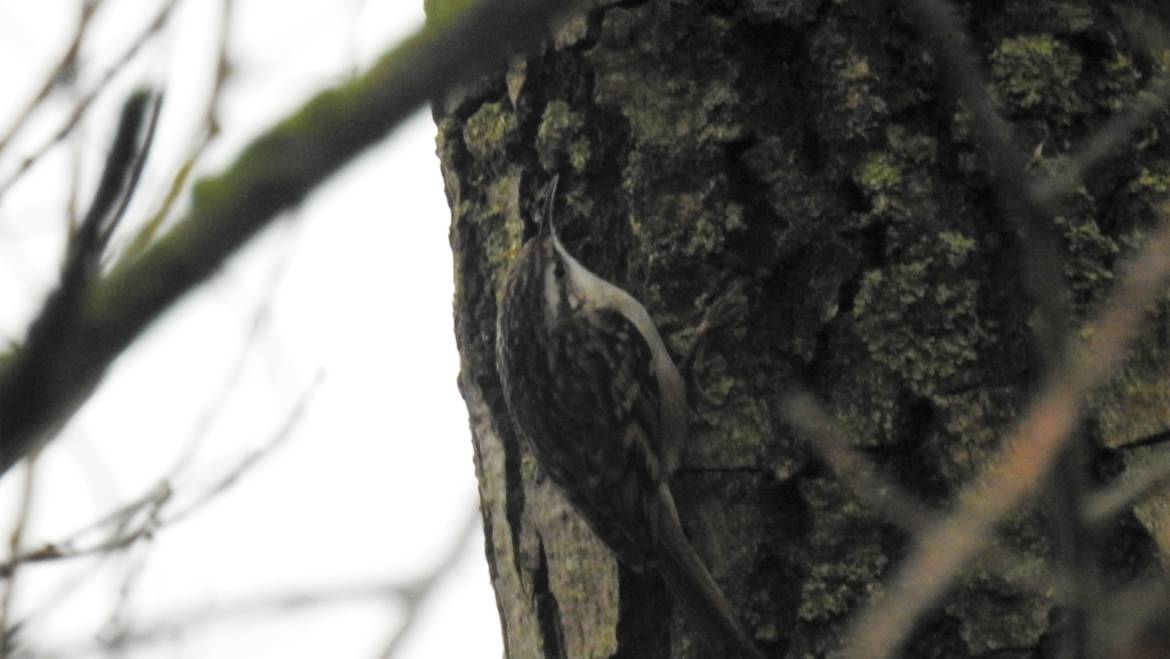 156. BOOMKRUIPER (Certhia brachydactyla)