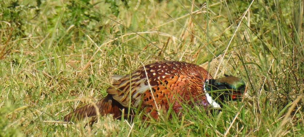 132. FAZANT (Phasianus colchicus)