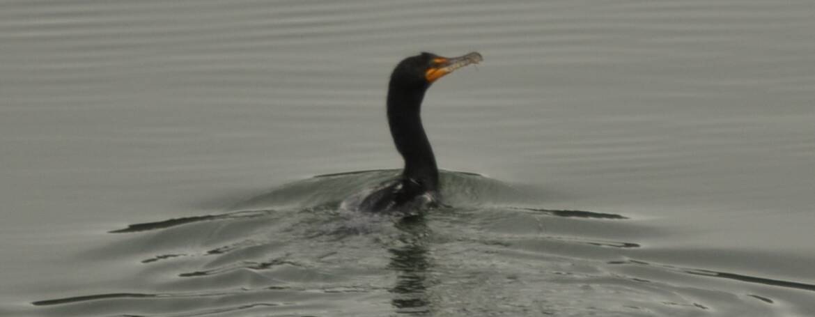 135. GEOORDE AALSCHOLVER (Phalacrocorax auritus)