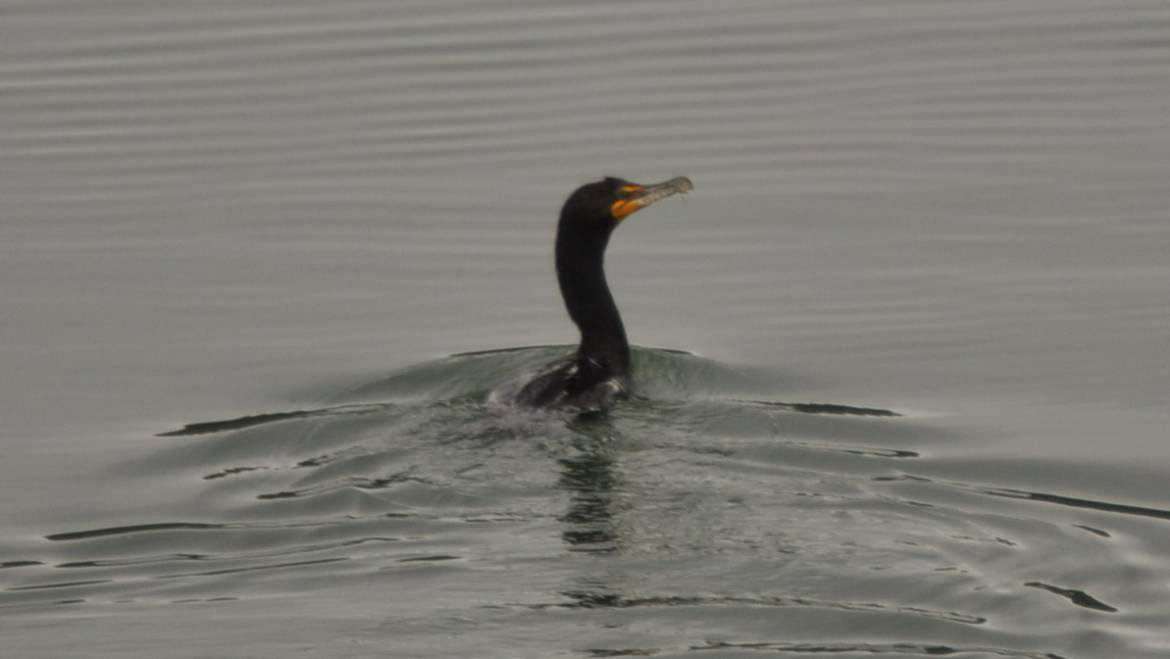 135. GEOORDE AALSCHOLVER (Phalacrocorax auritus)