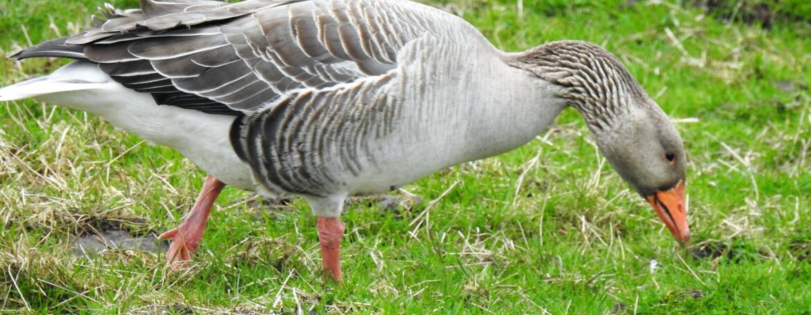 150. GRAUWE GANS (Anser anser)