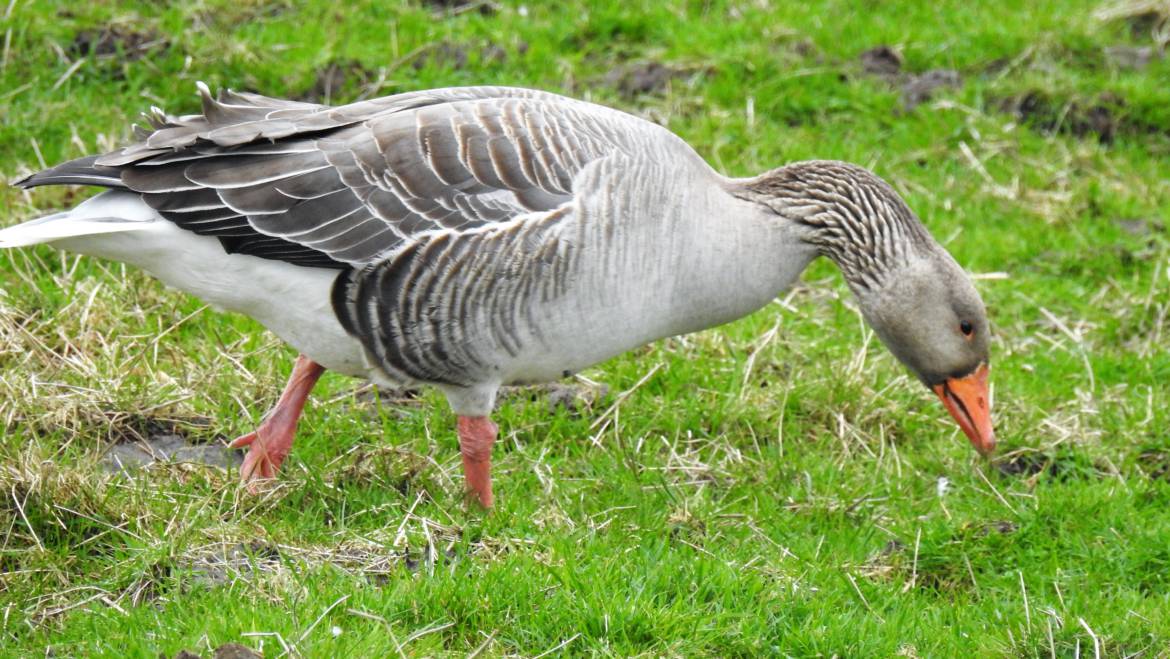 150. GRAUWE GANS (Anser anser)