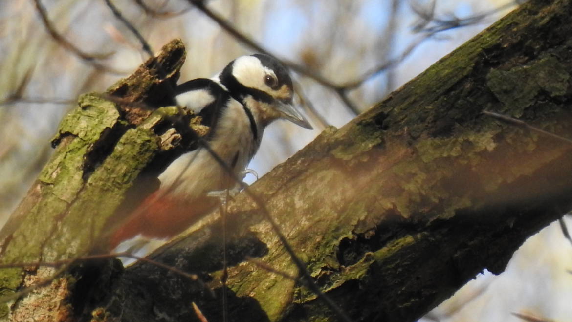 169. GROTE BONTE SPECHT (Dendrocopos major)