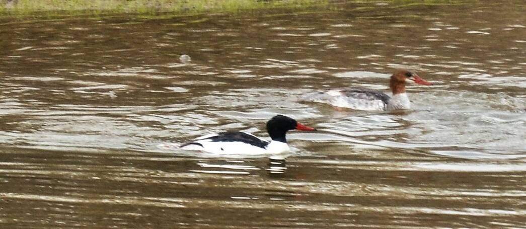 136. GROTE ZAAGBEK (Mergus merganser)