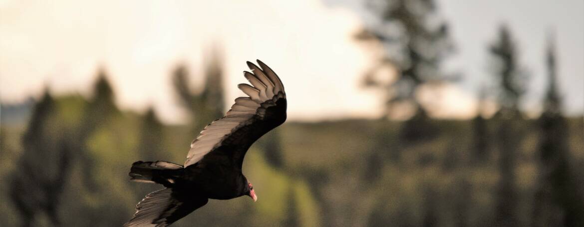 144. ROODKOPGIER (Cathartes Aura)