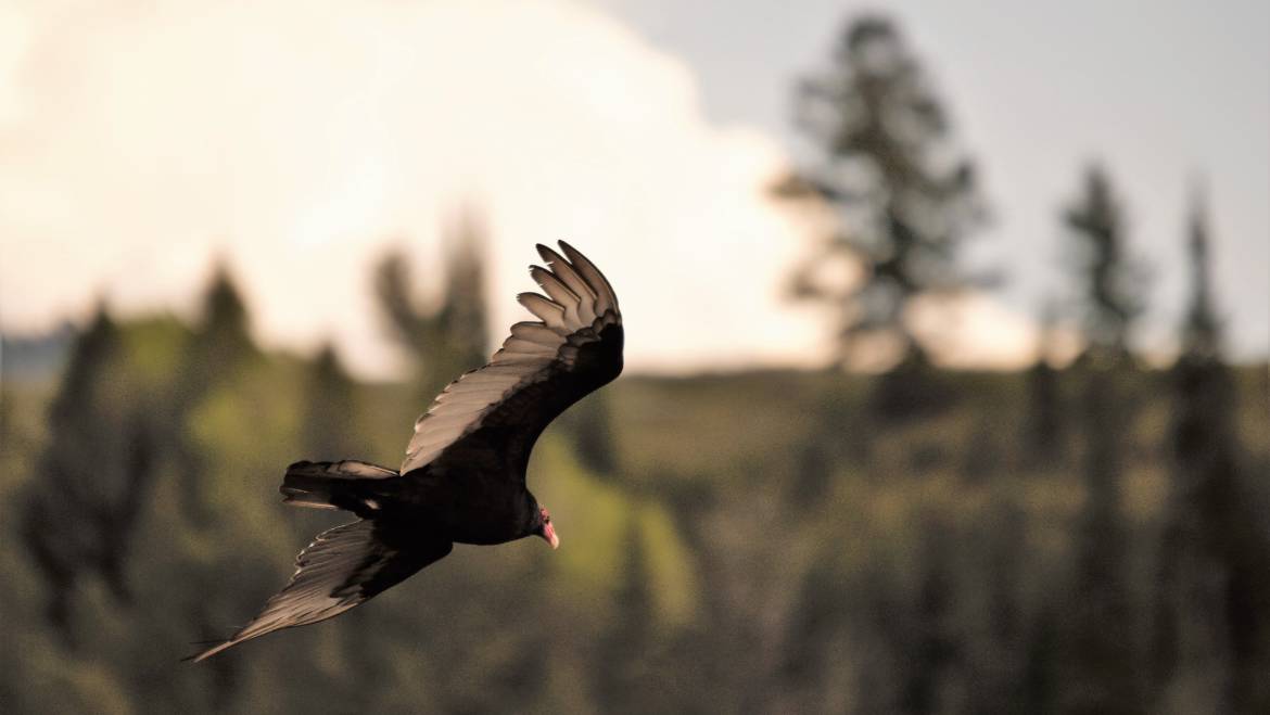144. ROODKOPGIER (Cathartes Aura)