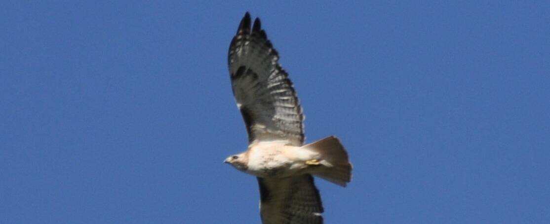 137. ROODSTAARTBUIZERD (Buteo Jamaicensis)