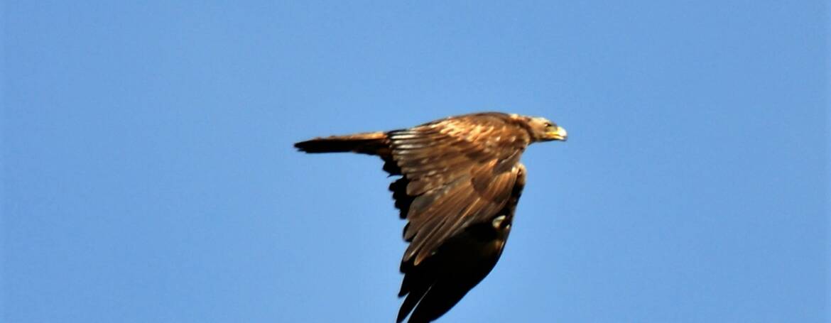 138. STEENAREND (Aquila Chryseatos)