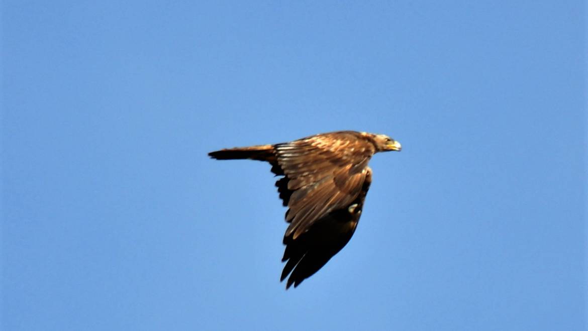 138. STEENAREND (Aquila Chryseatos)