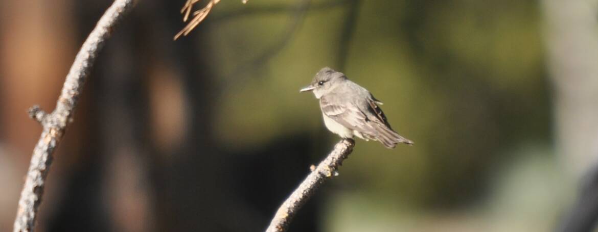 139. WESTELIJKE BOSPIEWIE (Contopus sordidulus)