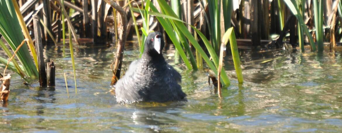 111. AMERIKAANSE MEERKOET (Fulica america)