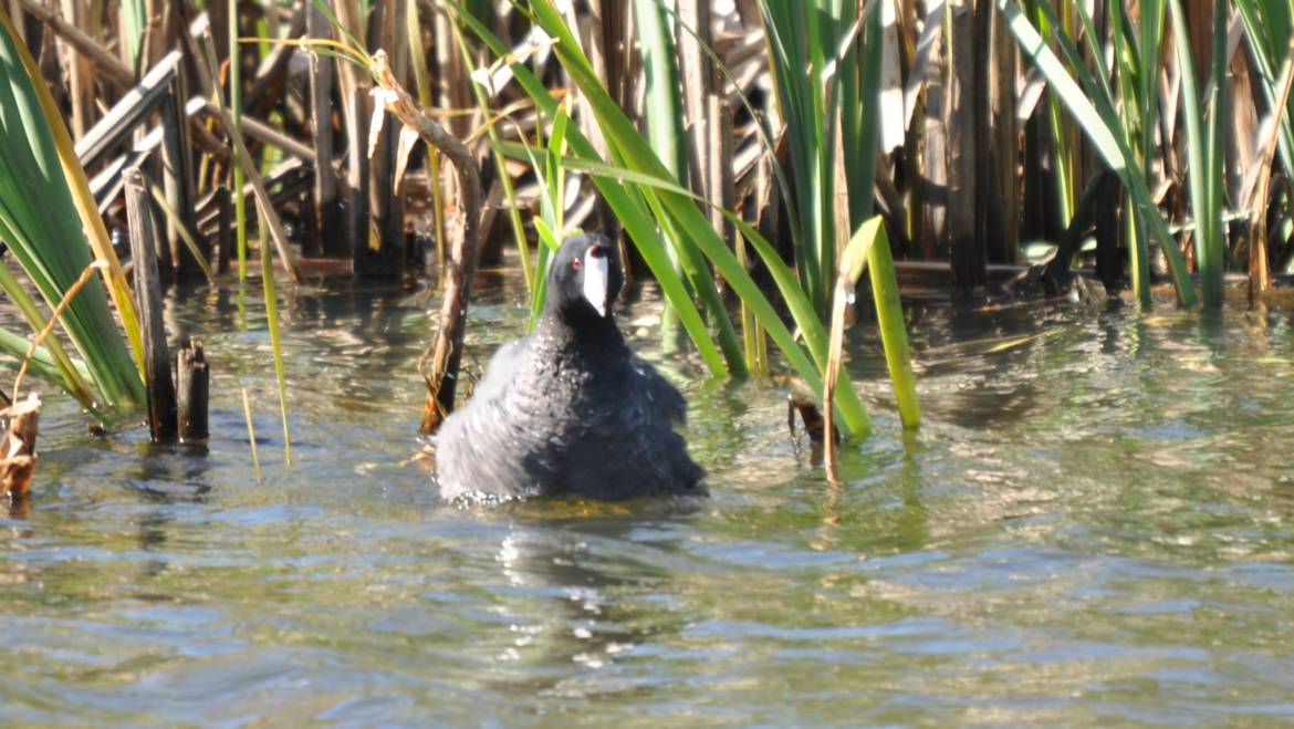 111. AMERIKAANSE MEERKOET (Fulica america)