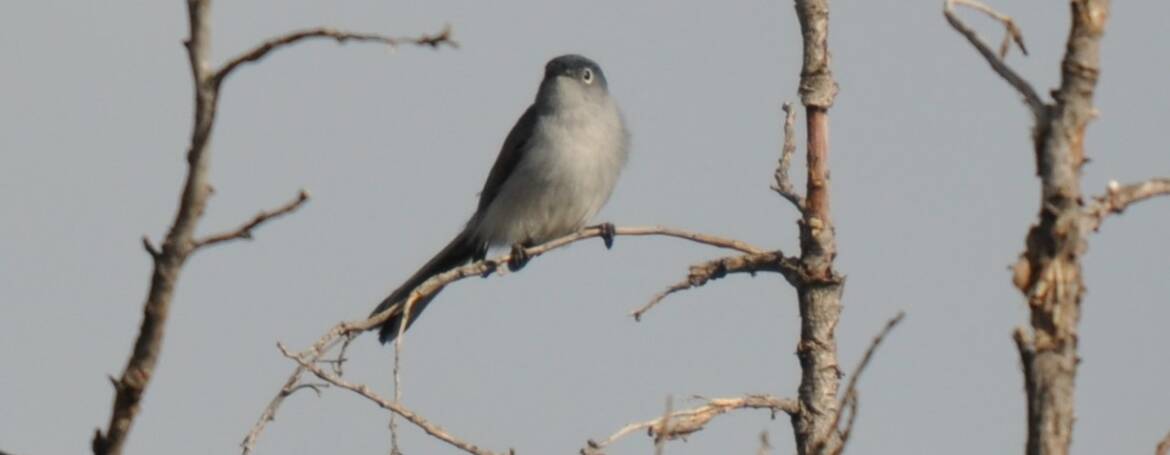 109. Blauwgrijze muggenvanger (Polioptila caerula)