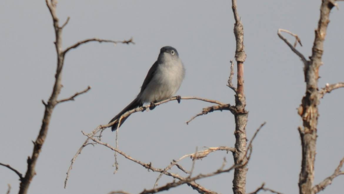 109. Blauwgrijze muggenvanger (Polioptila caerula)