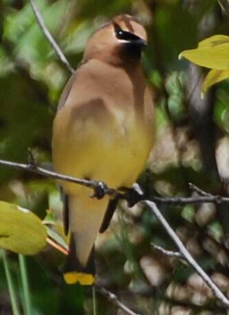140. CEDERPESTVOGEL (Bombycilla cedrorum)