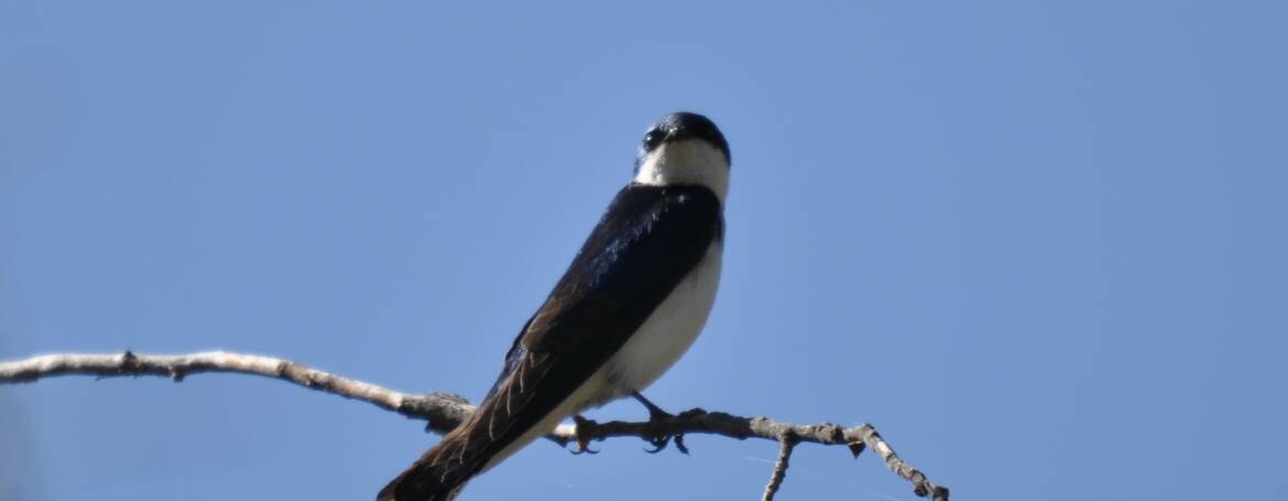 112. Boomzwaluw (tachicinata bicolor )
