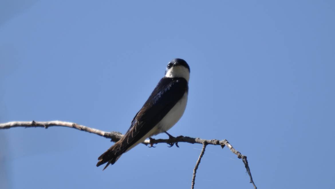 112. Boomzwaluw (tachicinata bicolor )