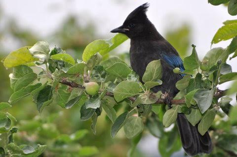 141 STELLERS GAAI (Cyanocitta stelleri)