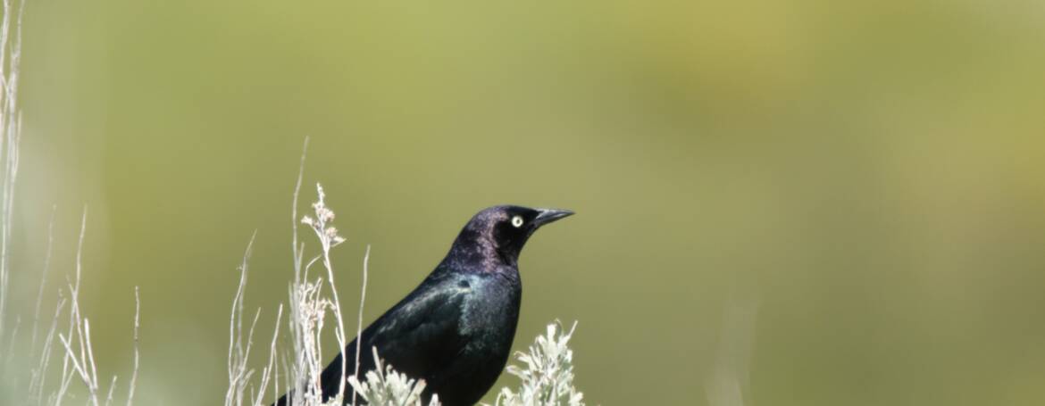 146. BREWERS TROEPIAAL (Euphagus cyanocephalus)