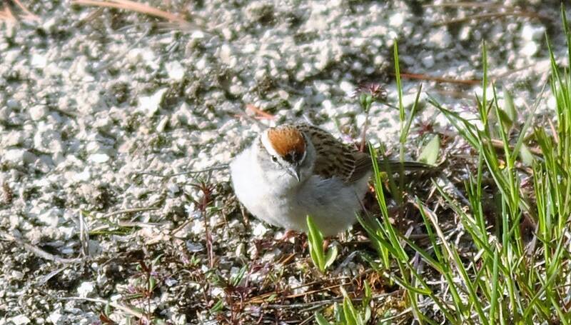 116. MUSGORS (Spizella passarina)
