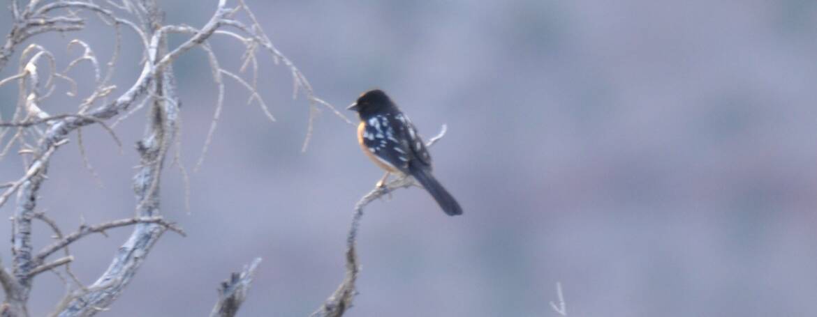 153. GEVLEKTE TOWIE (Pipilo Macalatus)
