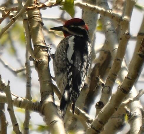 117 ROODNEKSAPSPECHT (Sphyrapicus nuchalis)