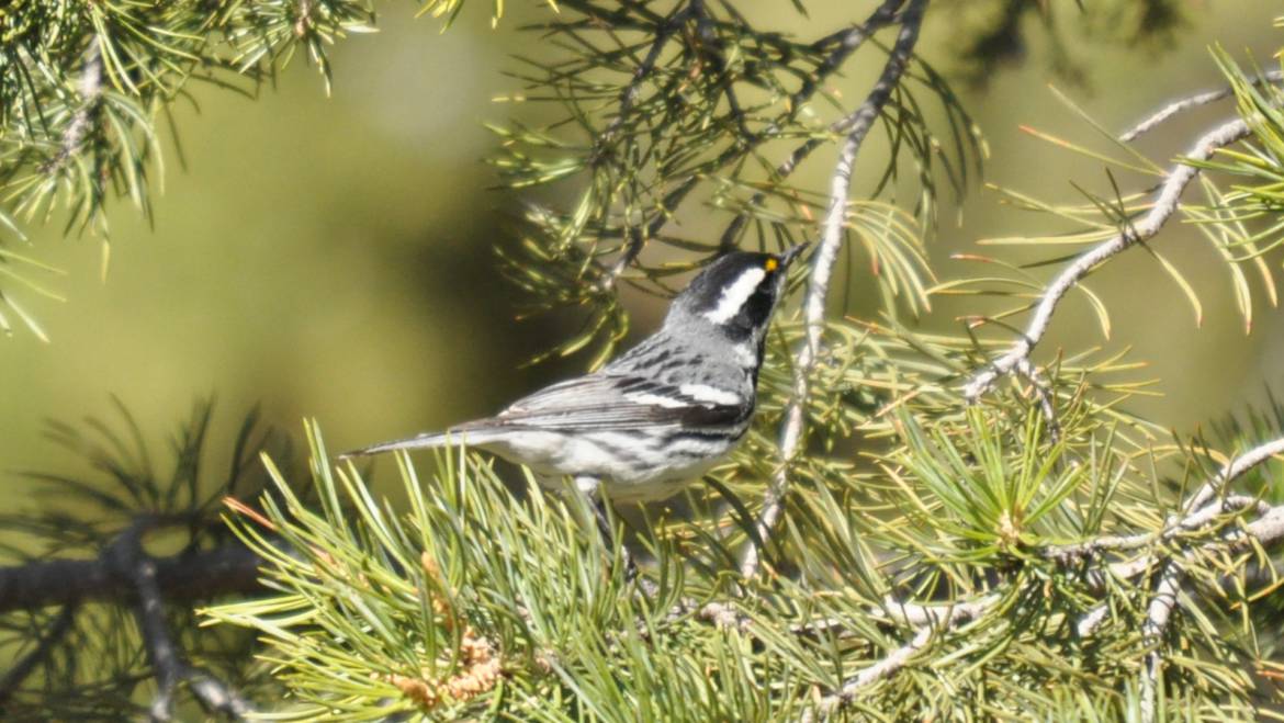 142. GRIJZE ZWARTKEELZANGER (Dendroica nigrescens)
