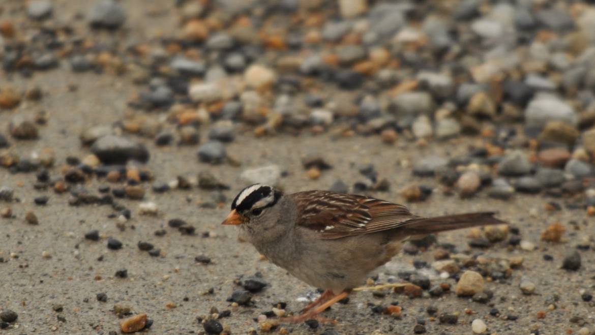 105. WITKRUINGORS (Zonotrichia leucophrys gambellii)