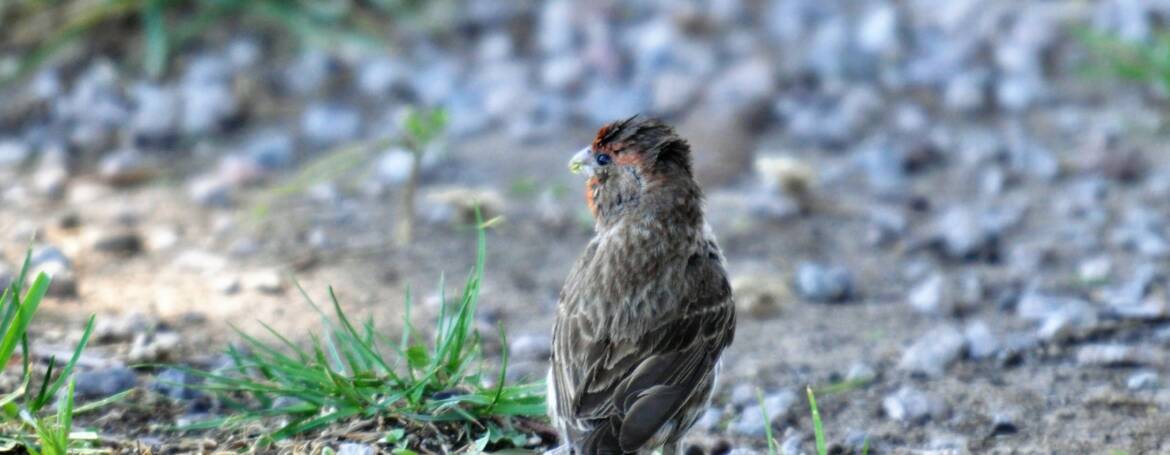 155. MEXICAANSE ROODMUS (Carpodacus Mexicanus)