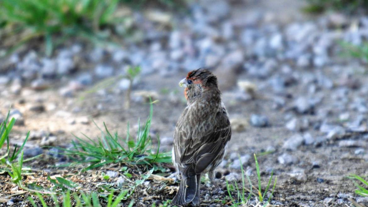 155. MEXICAANSE ROODMUS (Carpodacus Mexicanus)