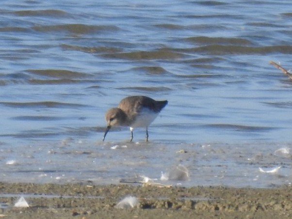 126. BONTE STRANDLOPER (Calidris alpina)